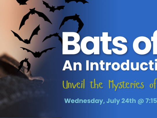  How Do I Attract Bats: Effective Strategies for Bat Enthusiasts